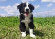 BORDER COLLIE z Hodowli - Rasowy pies z pełną dok.