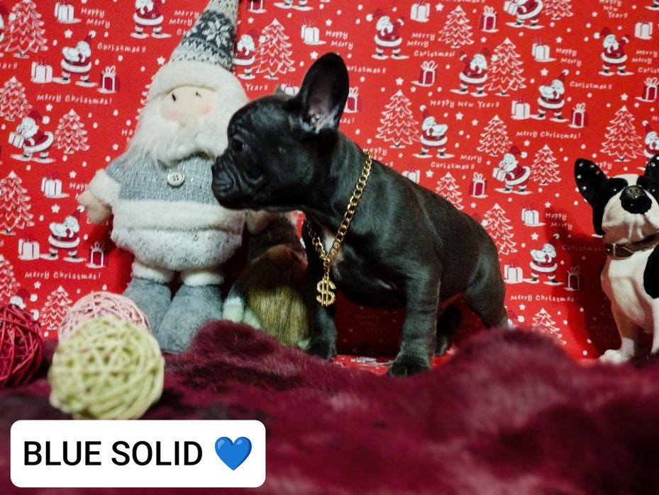 Blue solid,шикарный парень. Доставка по Украине и Европе.