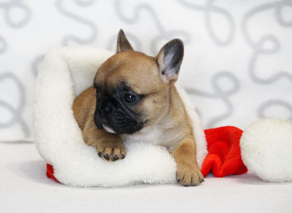 Цуценя французького бульдога. Дівчинка