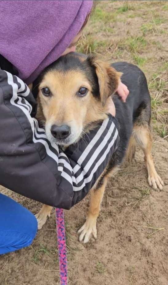 Piesek do adopcji