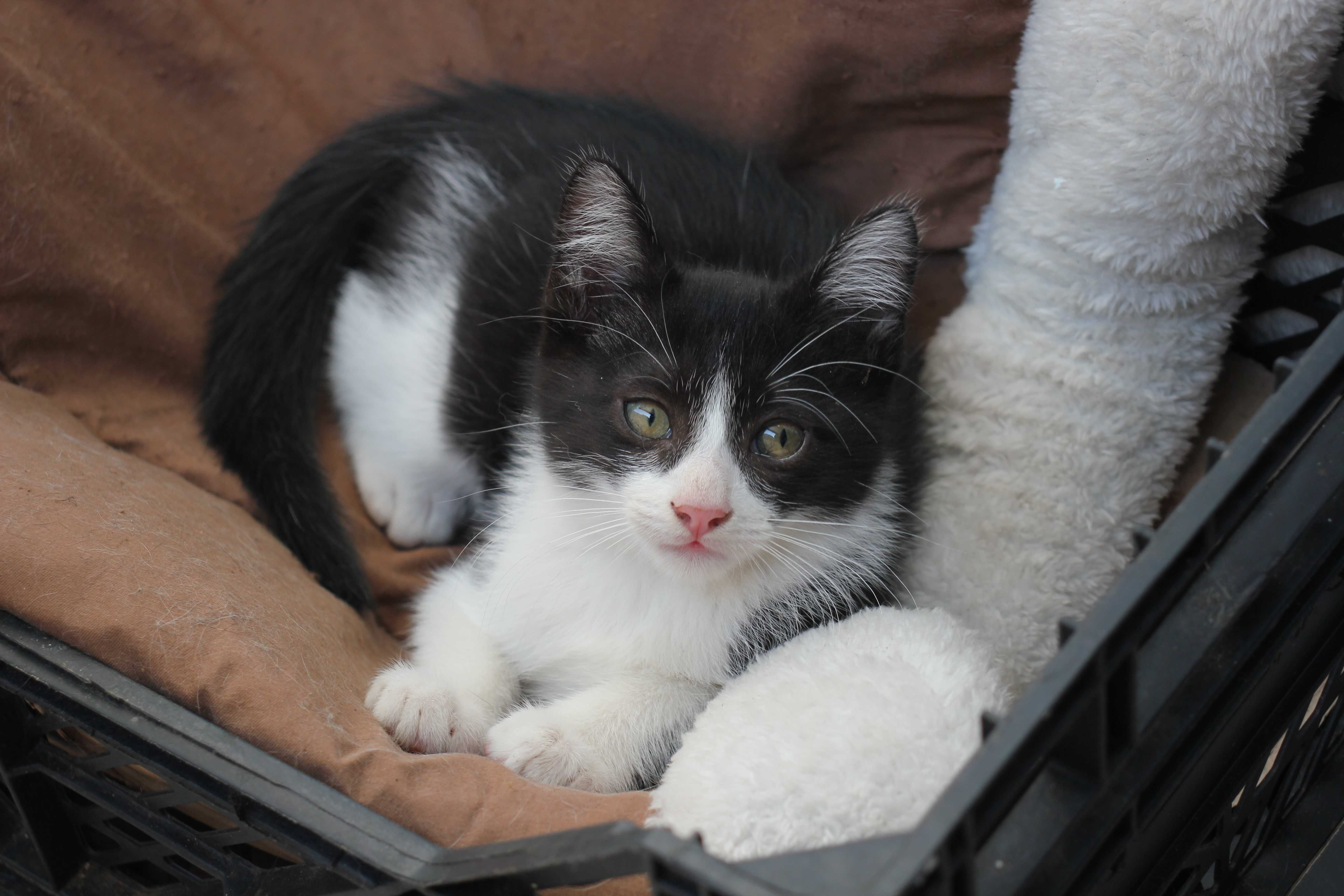 MACHO | Gatinho disponível para adoção responsável