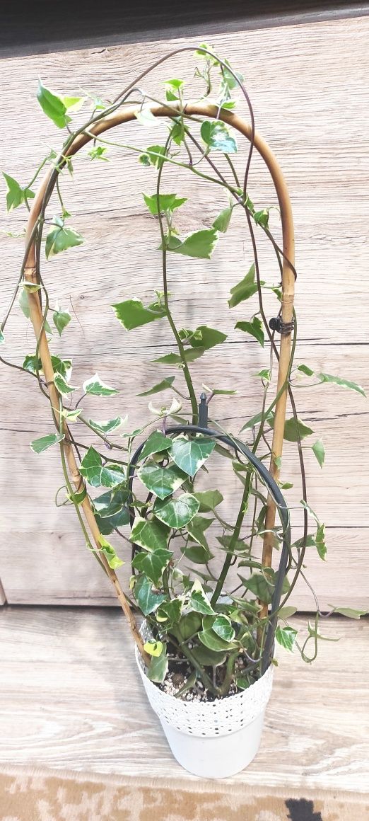 Senecio macroglossus variegata