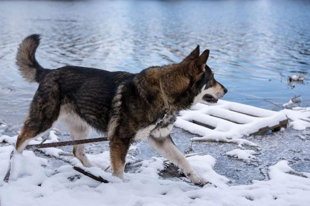 MAJA cudna sunia czeka na dom