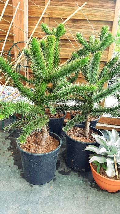 Araukaria chilijska, duże okazy XXL, 75cm, mrozoodporny unikat!