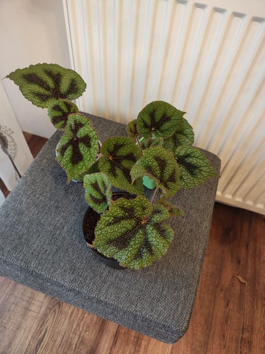 Begonia masoniana iron Cross sadzonka