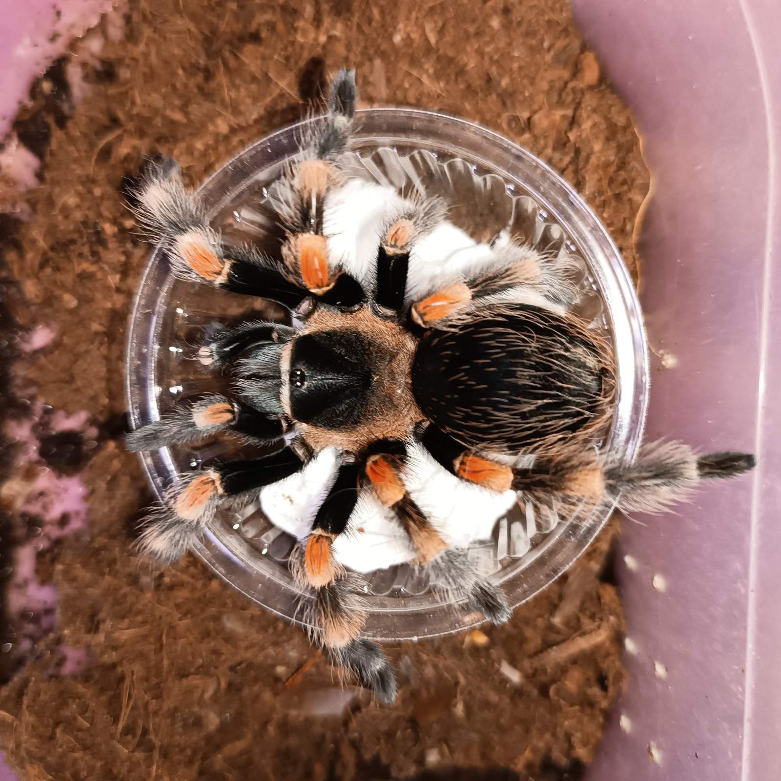 Мексиканский красноколенный паук Brachipelma smithi самка