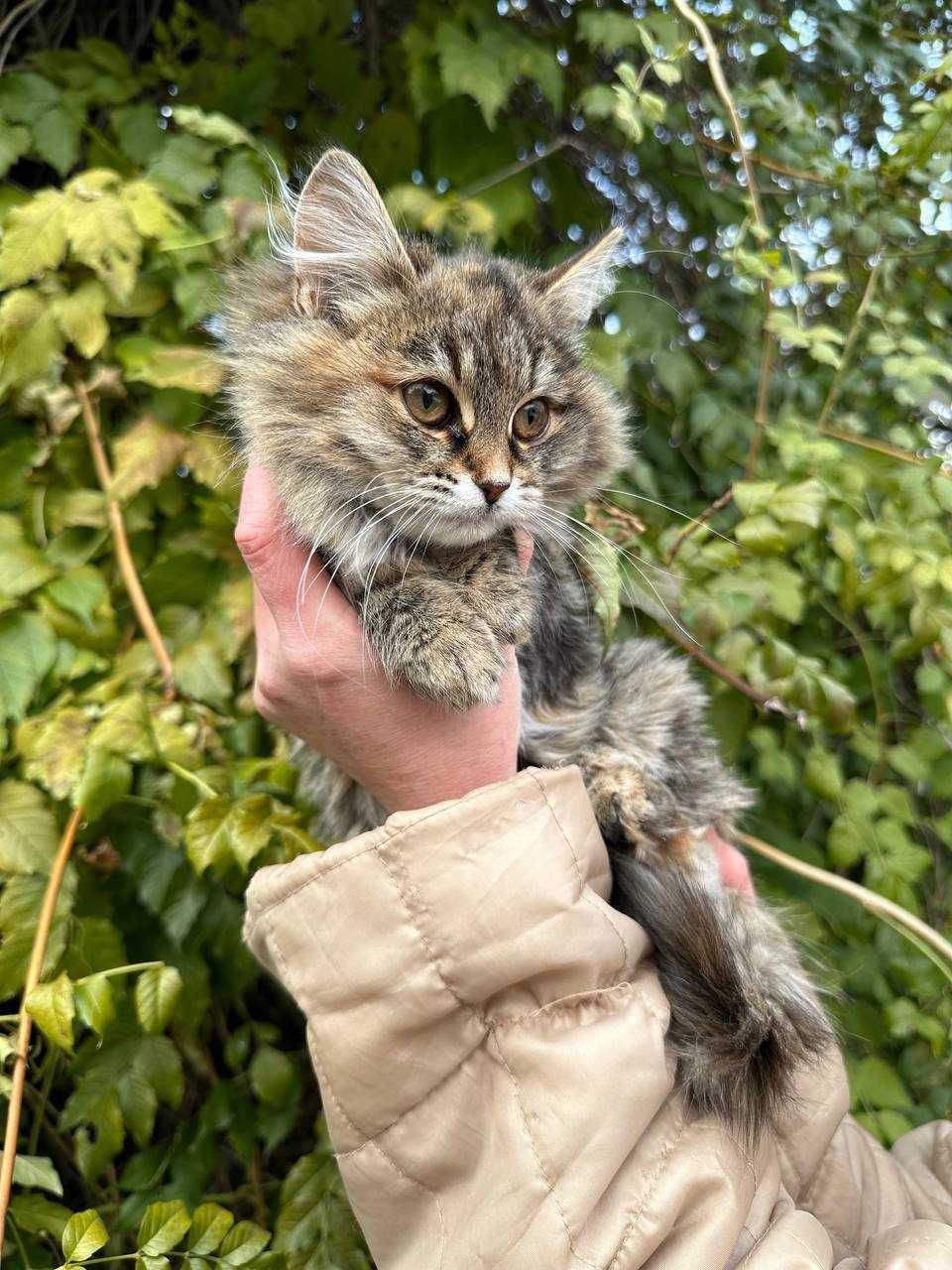 Кошеня, дівчинка, 3-3,5 місяці в люблячу родину