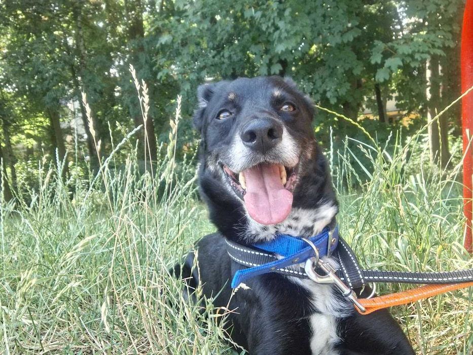 Pies Nr 59337 FISHER Schronisko Chorzów PsiKot