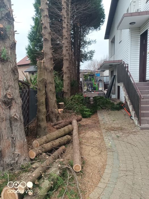 Przycinka,Wycinka ,Drzew, Krzewów, Modelowanie redukcja koron