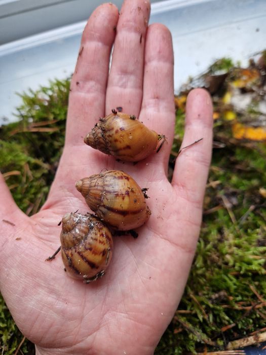 Achatina Achatina Tiger підліток