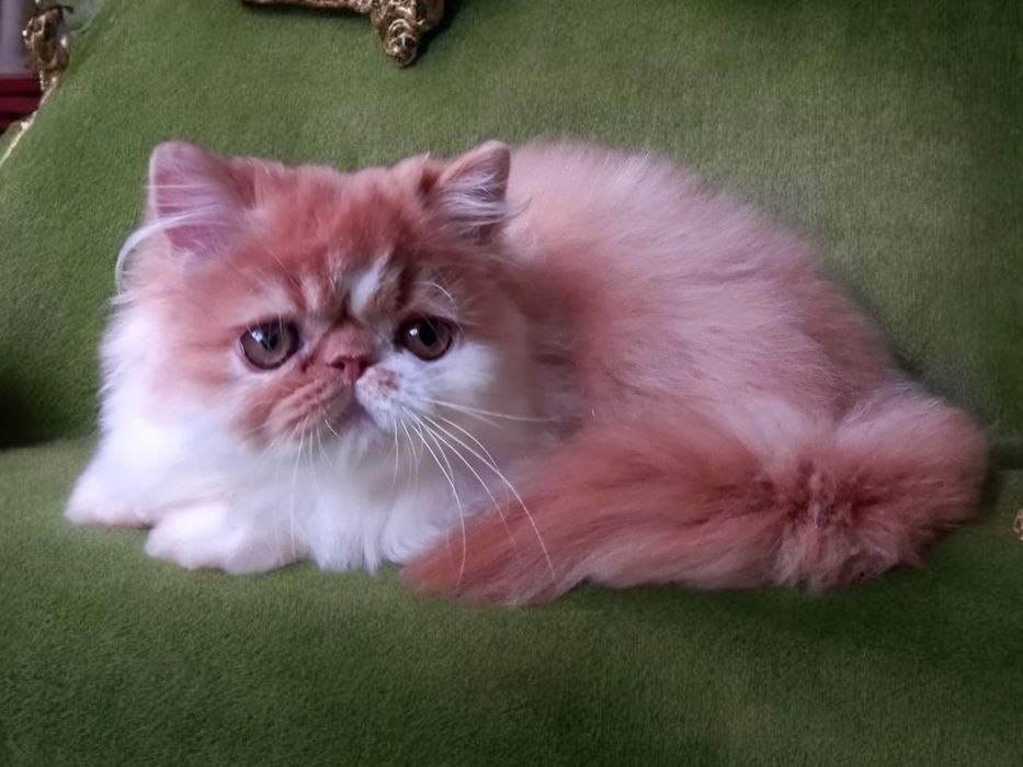 Нежная персидская