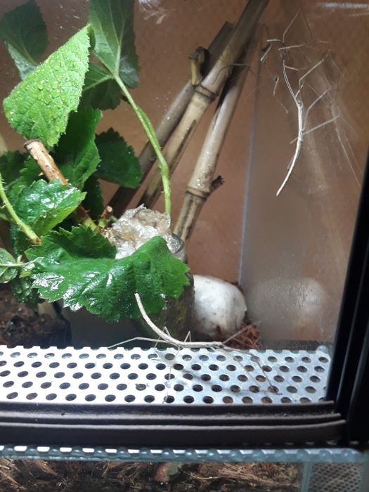 Patyczak czerwonoskrzydly młody