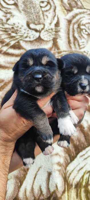 Цуценята і наявності