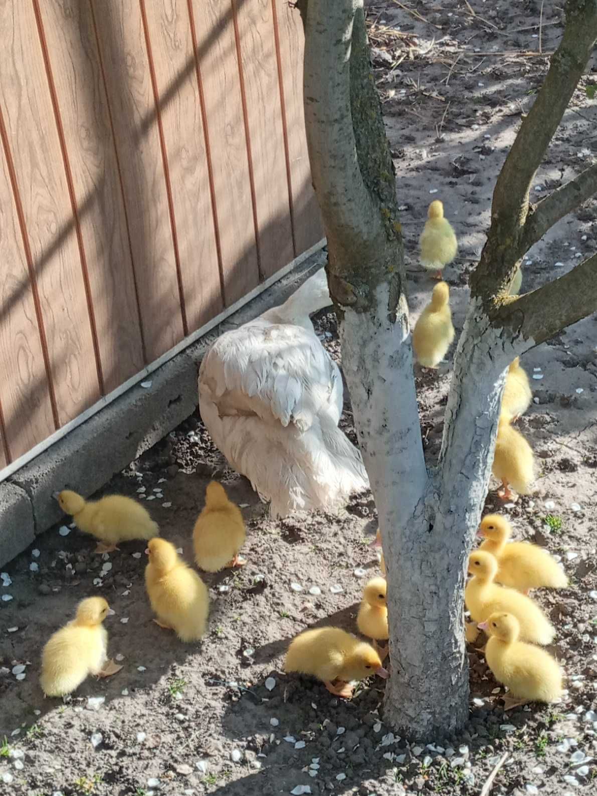 Індокачки, інкубаційне яйце