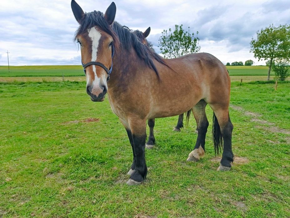 GNIADA klacz 3 lata GNIADOSROKATA klacz 7 lat CIEMNOGNIADA klacz 3 lat