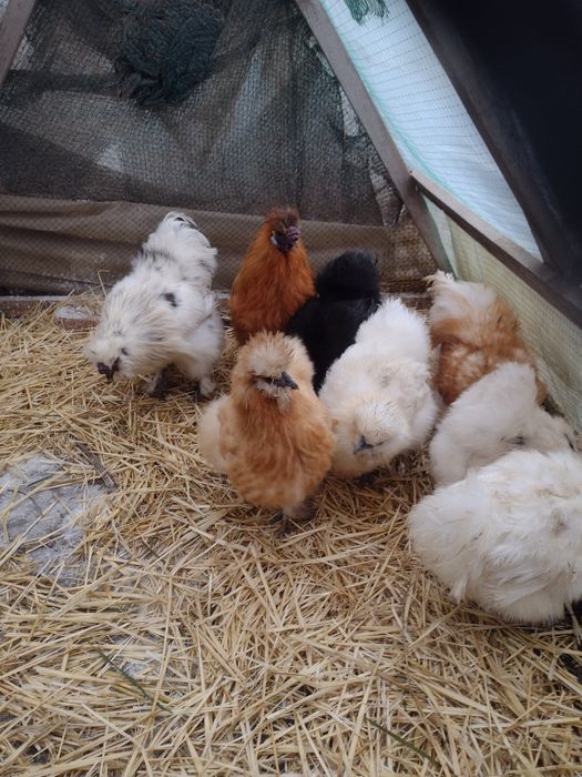 Китайська шовкова(інкубаційні яйця)