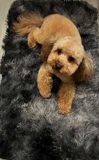 Reproduktor, krycie Pudel toy Poodle red Maltipoo cavapoo shipoo