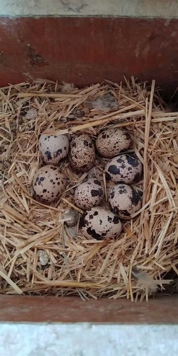 Jajka przepiórcze z wolnego wybiegu 18 sztuk