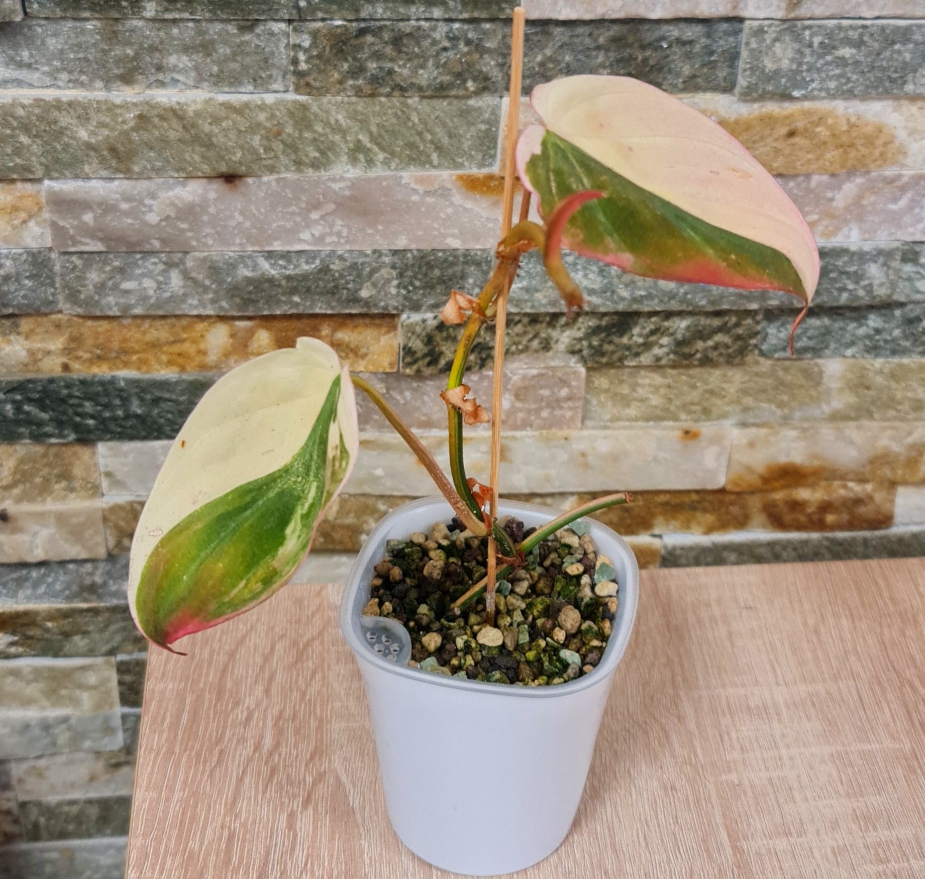 Philodendron Micans variegata