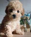 Maltipoo F1 cudny samczyk z Rodowodem/Umową/Wyprawką
