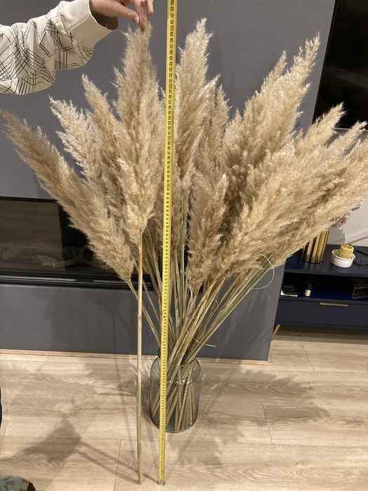 Trawa pampasowa suszona