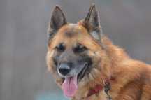 VERO- do adopcji