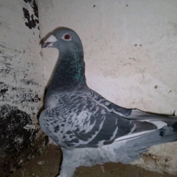 Gołębie staropolskie samice