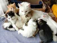 Кошенята безкоштовно