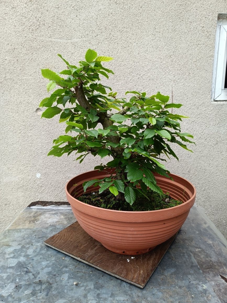 Drzewko Bonsai Dąb