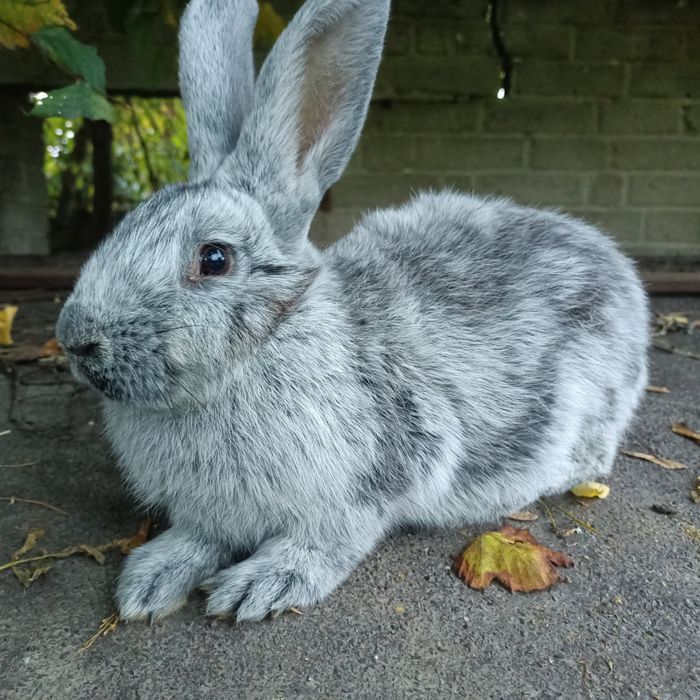 Króliki wjs samica