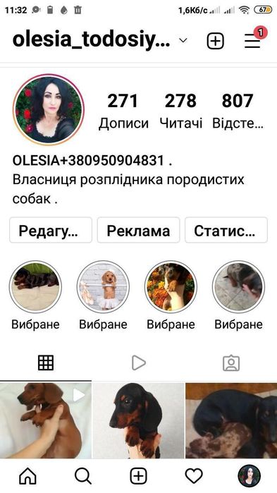 Продається міні красуня шоколадна