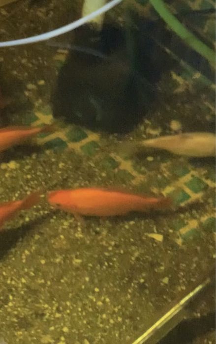 Peixes de agua fria para lagos