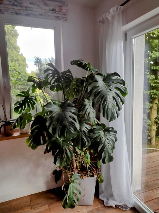 Piękny kwiat monstera