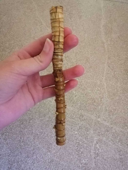 Укоренённые черенки юкки — готовые к посадке!