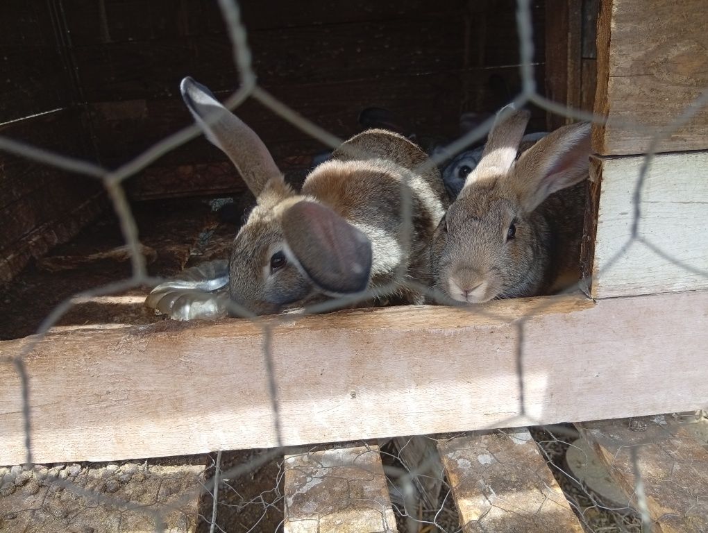 Vendo Coelhos f/m