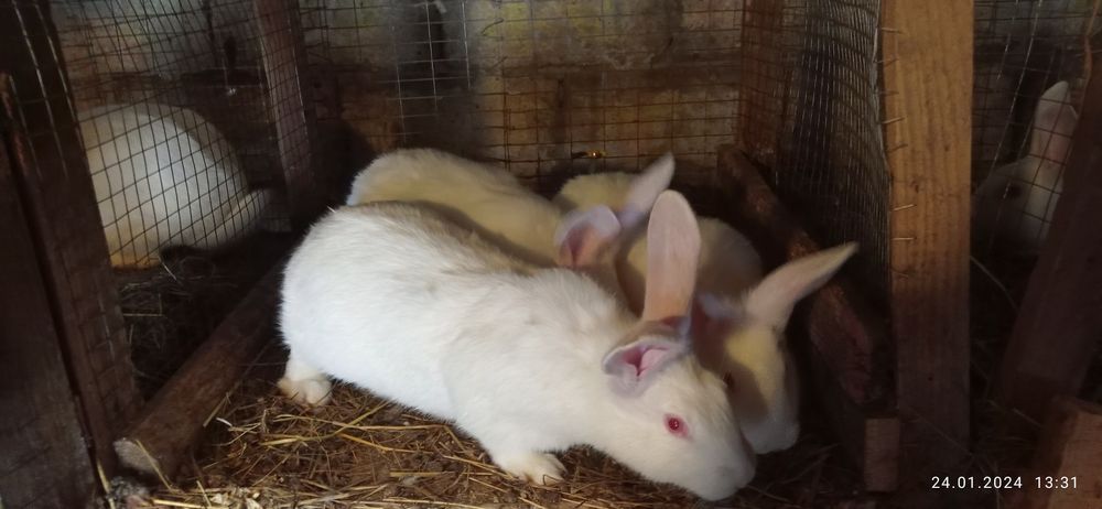 Кролі кролики термонці