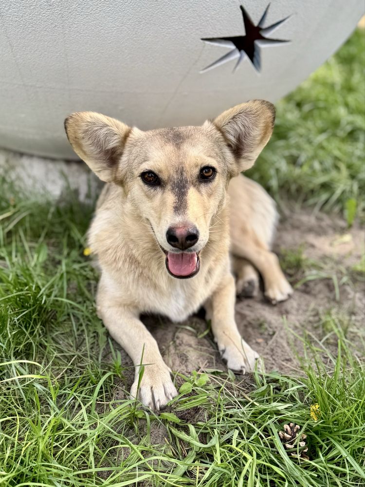 Biała w typie corgi wciąż szuka domu!