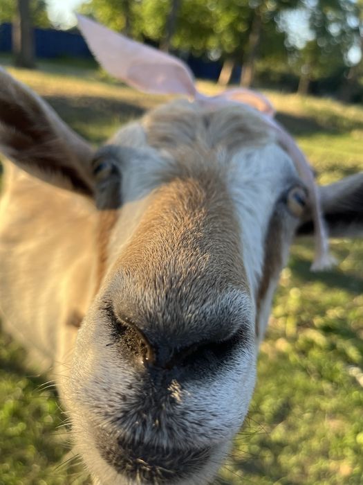 Продається козочка