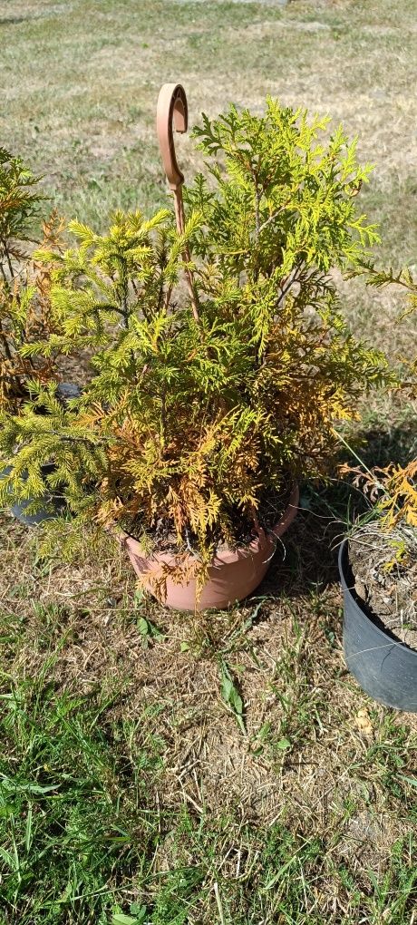 Oddam w dobre ręce - Tujki 9 szt., Cis 1 szt., Świerk  1szt.