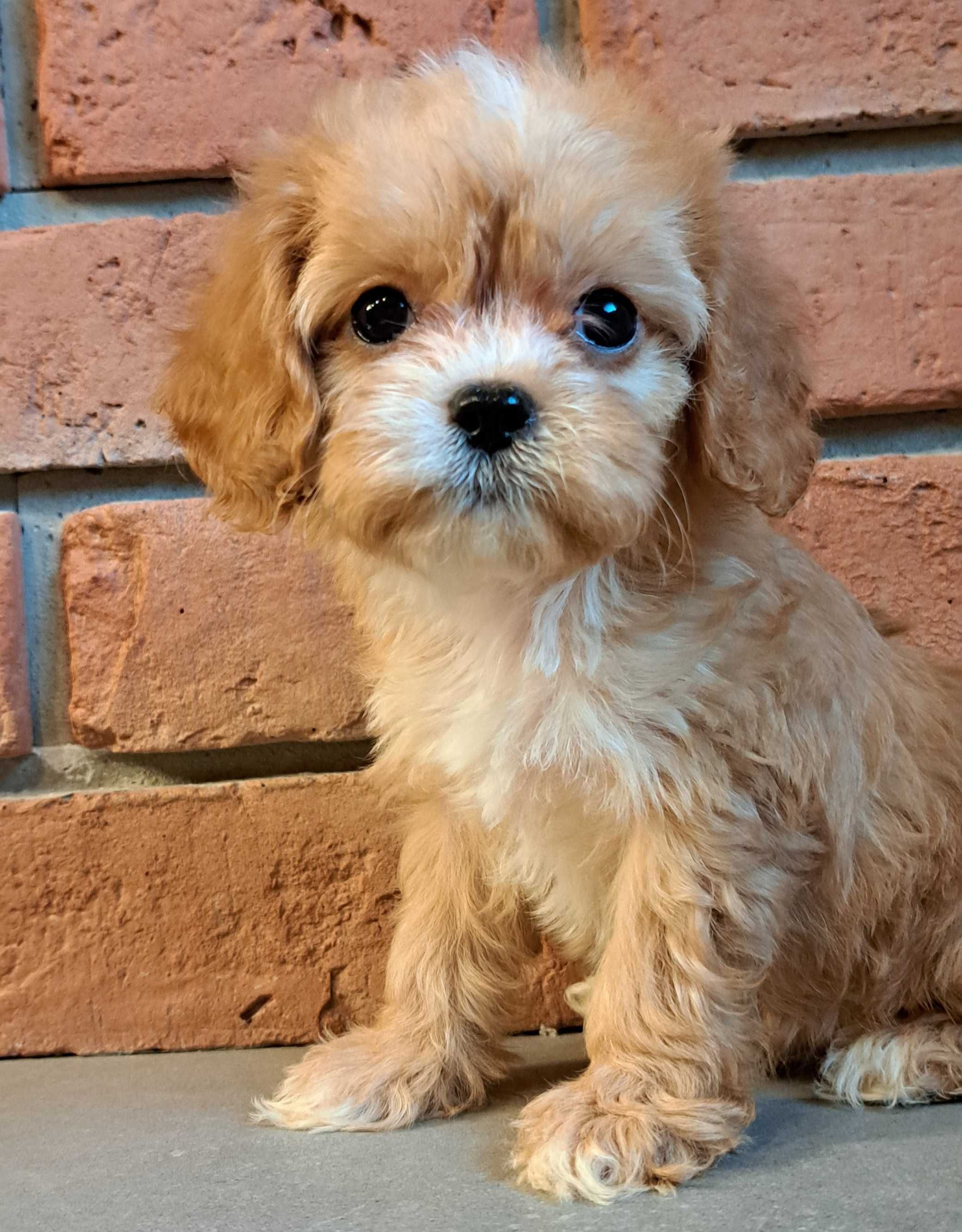 Cavapoo piękna mini  xxs dziewczynka Kiara do odbioru