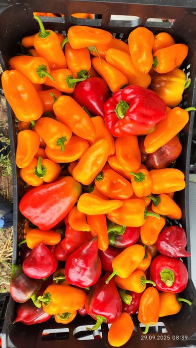 Papryka Mix Bio z własnego foliaczka