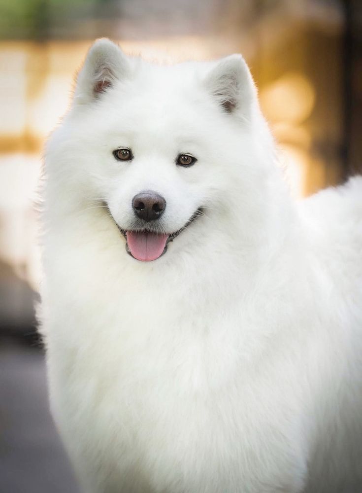 Samoyed październik 2025r ZKwP