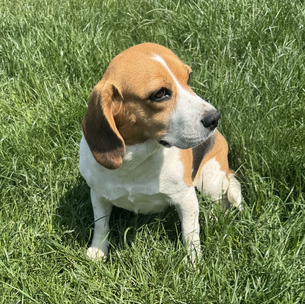 Beagle tricolor suka