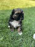 Sliczny piesek shih tzu
