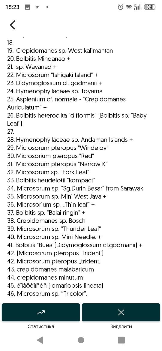 Мох districhophyllum maibarae. Майбарай.