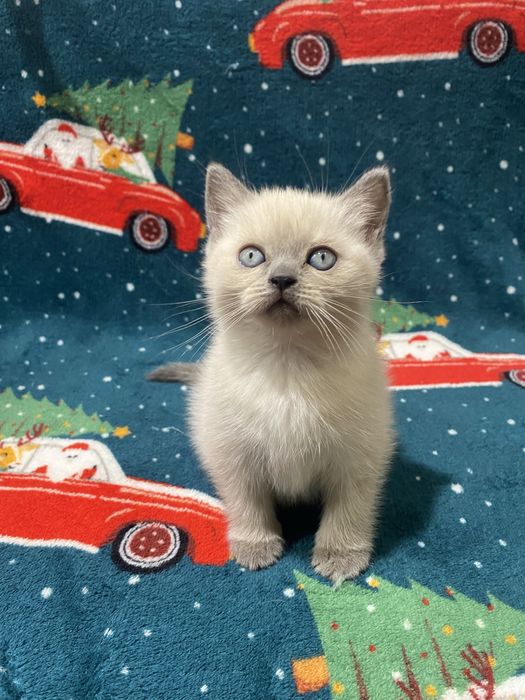 Продам чистокровних шотландських плюшевих кошенят