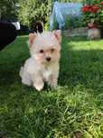 Golddust Yorkshire Terrier, Złoty York mini ORIS