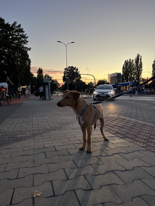 oddam 5 miesiecznego szczeniaka