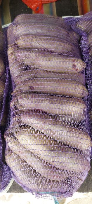 Продам буряк столовий