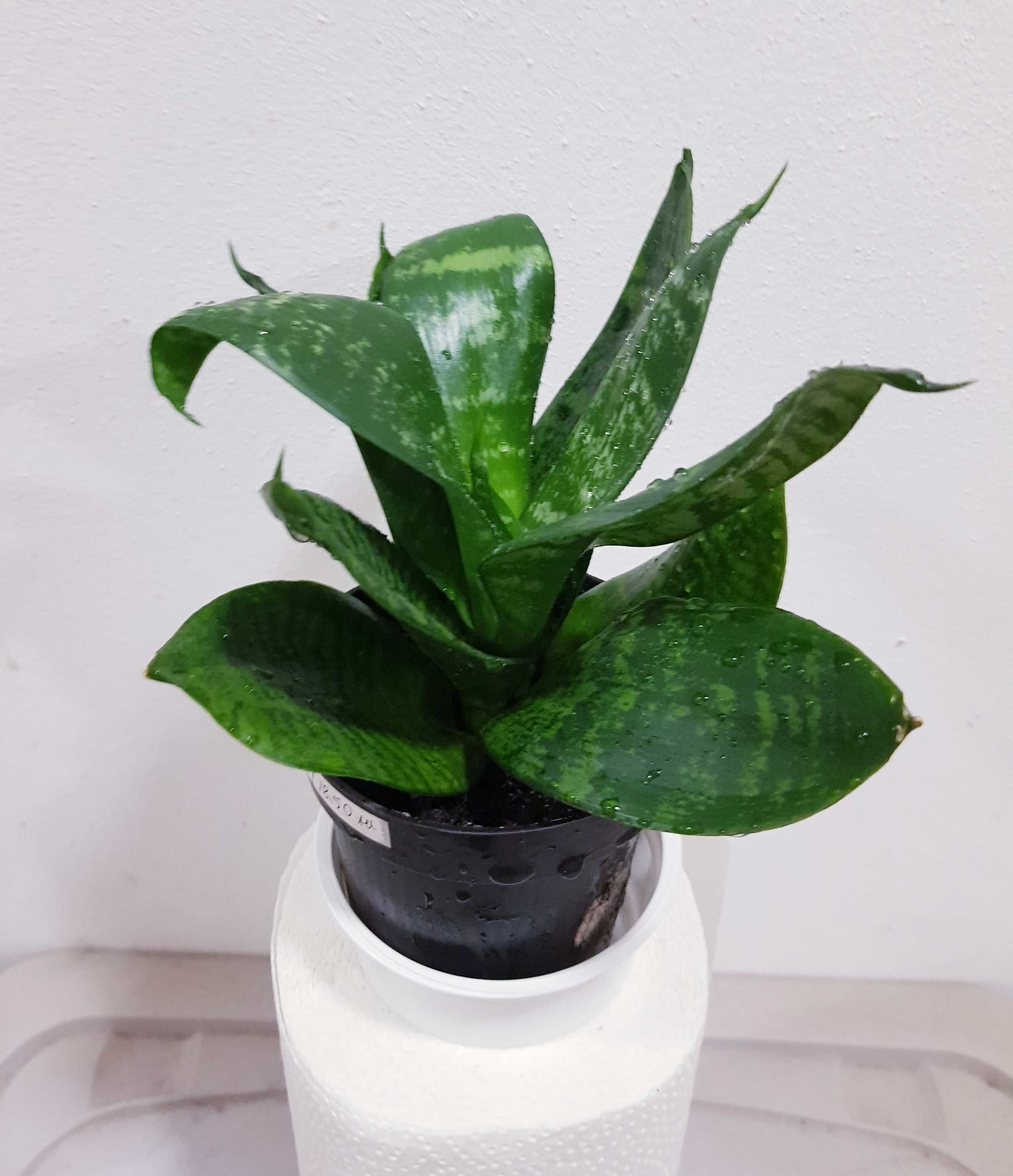 Sansewieria Sansevieria Gwinejska Green Hahnii Żelazna roślina 20cm